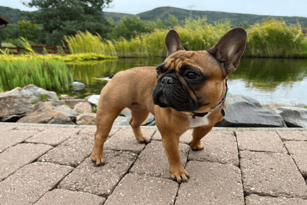 hnedy-francuzsky-bulldocek-panakei